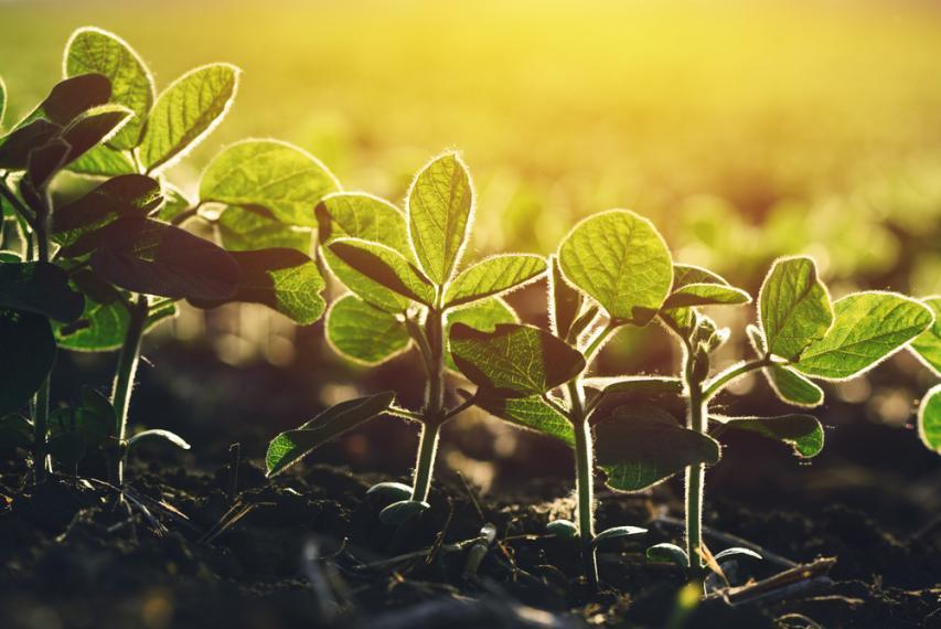 Soybeans budding from a field