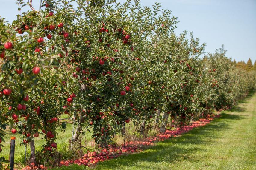 Apple orchard at the Simcoe research station