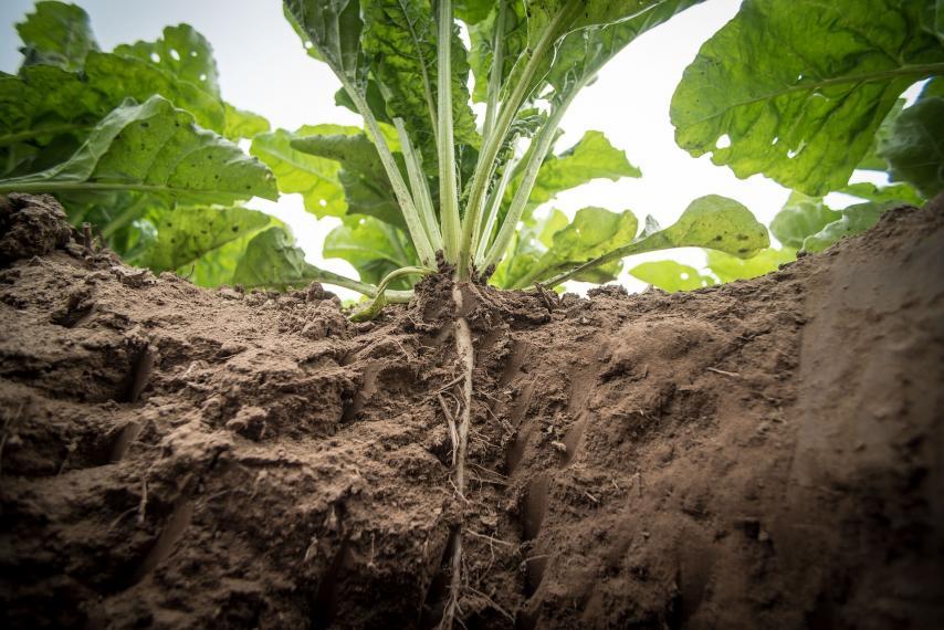 Sugar beet with roots in the dirt and leaves growing out of the top