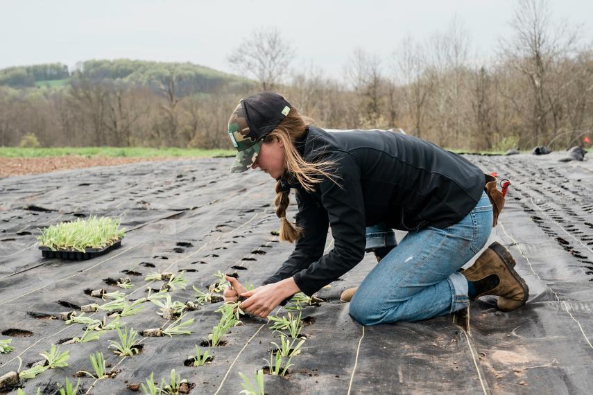 A woman farmer kneels in a field on a tarp, planting seedlings