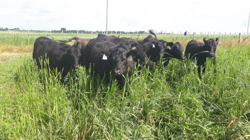 A group of beef cows stand in a field of chest-high grasses