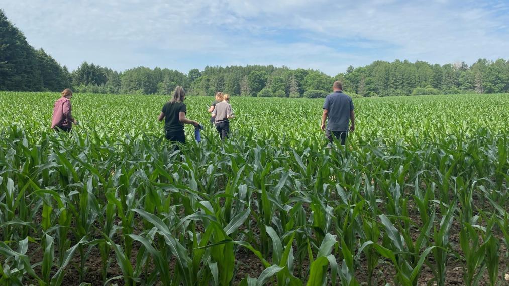 Four people are visible walking through a corn field with knee-high plants
