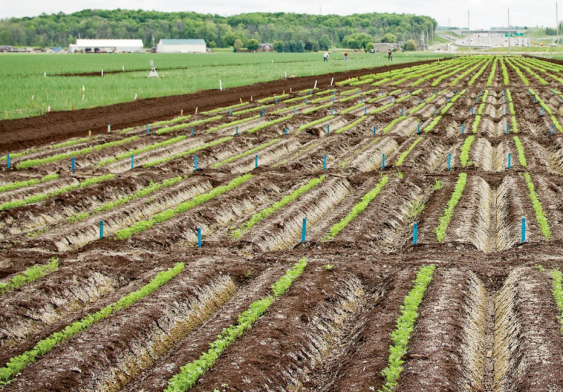 Field of muck crops in rows