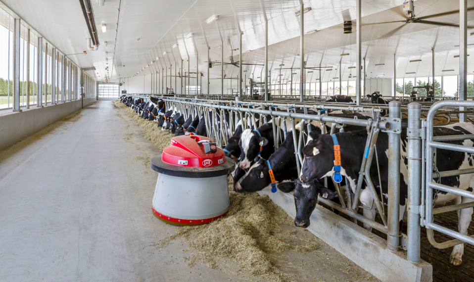 Dairy cows eating feed through stall bars