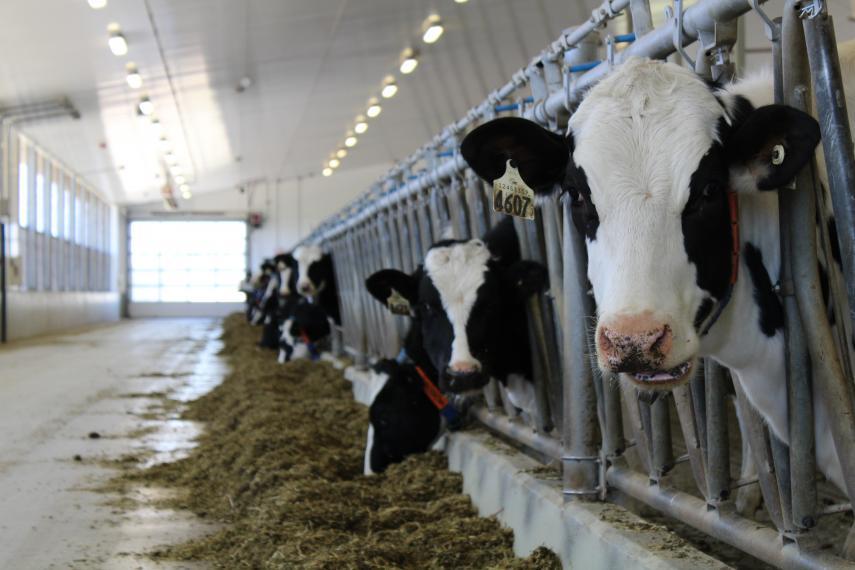 Dairy cows eating feed through stall bars with one cow looking at camera