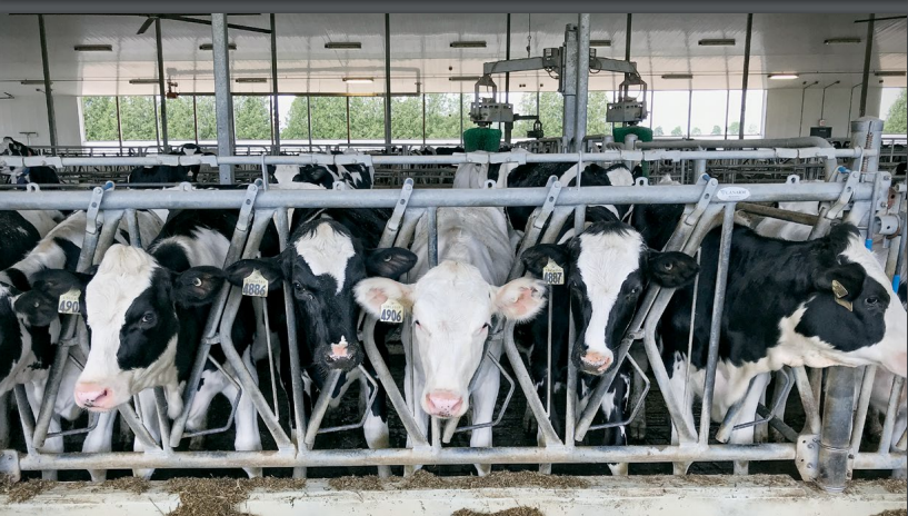 A line of dairy cows