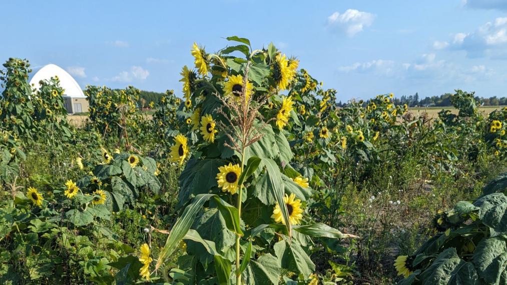 A tall pillar of sunflowers surrounded by a corn stalk and green fields