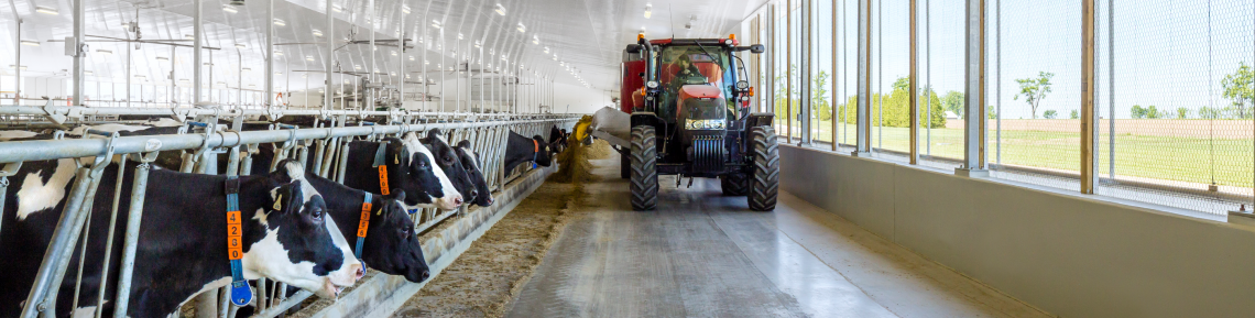 Tractor driving past cows in the dairy barn