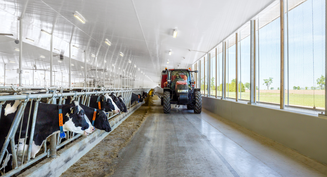 Dairy cows in stalls with tractor driving down station alley.