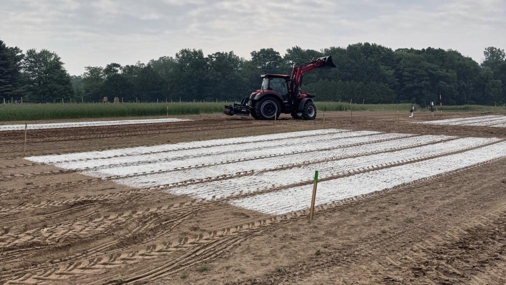 Stripes of white wollastonite are clearly visible on a field of soil