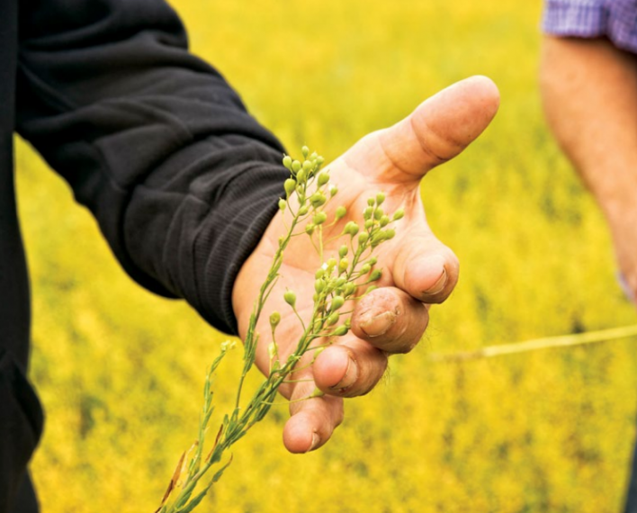 In a field of yellow, a hand cradles the green shoots with buds on a camelina plant