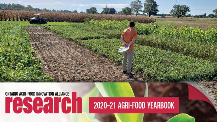 Student Matt Stewart standing in field looking out at it with a banner at the bottom of the photo that says Ontario Agri-Food Innovation Alliance Research 2020-21 Yearbook