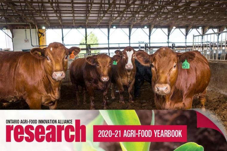 Four brown beef cows standing in a barn looking at the camera with an icon banner at the bottom that says Ontario Agri-Food Innovation Alliance Research 2020-21 Agri-Food Yearbook