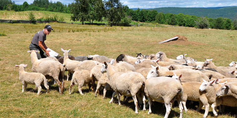 Man in field gathering flock of sheep