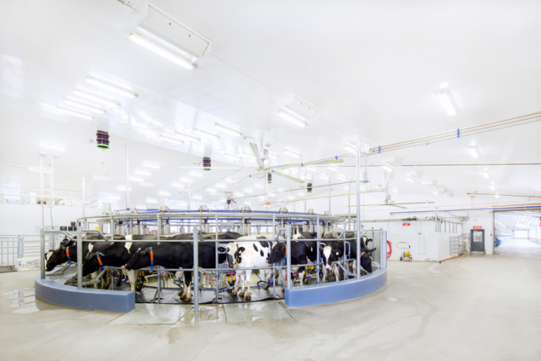 Dairy cows in a rotary parlour milker