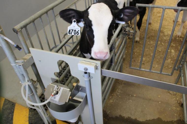Dairy calf in front of an automated feeder