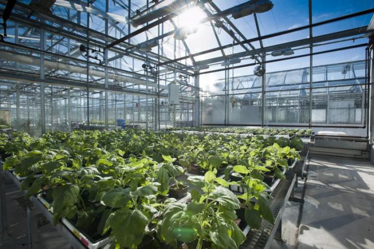 Tobacco plants in a greenhouse