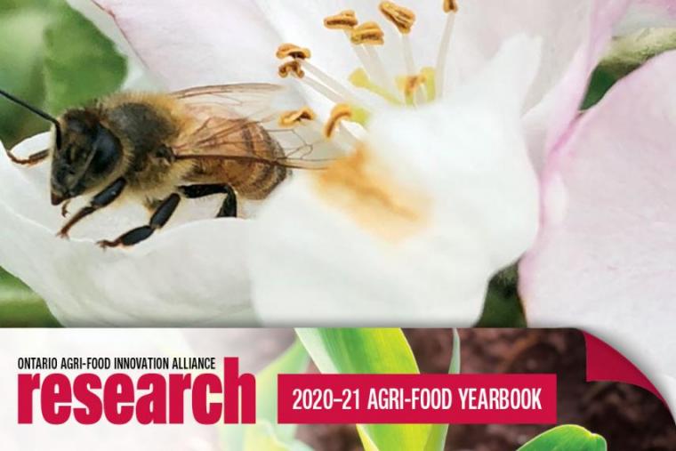A bee sitting on a white flower with a banner icon at the bottom that says Ontario Agri-Food Alliance Research 2020-21 Yearbook.