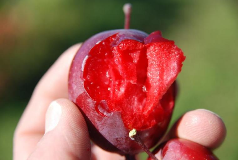 A hand holds a small, bright red apple with red flesh where the skin is cut away