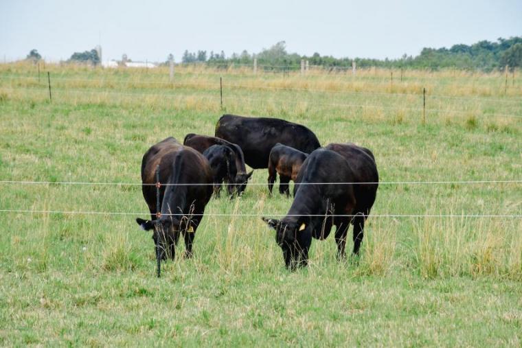 Beef cows on pasture