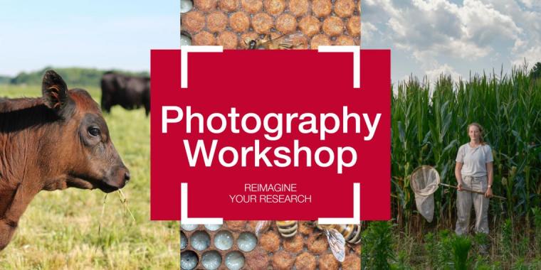 Photo collage of captivating agriculture photos: a brown beef cow on the pasture, a close-up of honey bees on their comb, and a researcher standing in a cornfield, with corn so high it is taller than her head