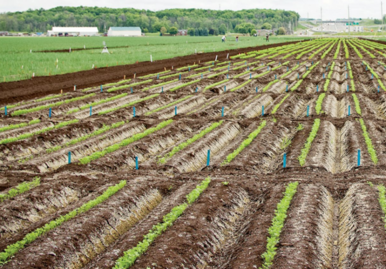 Field of muck crops in rows