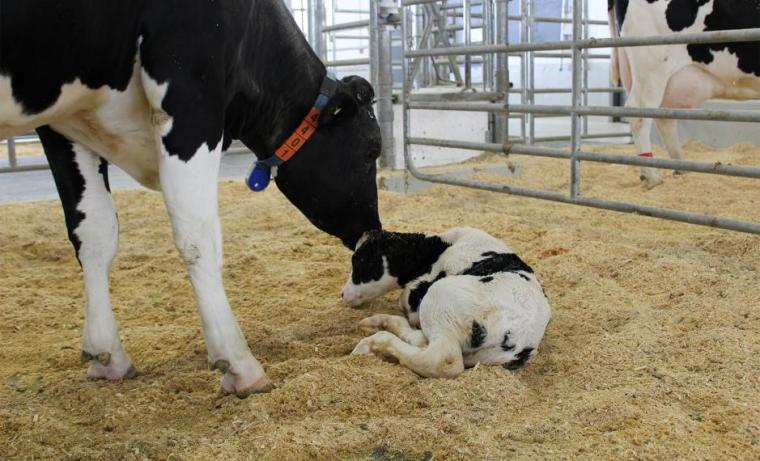 Dairy cow licking her calf's head