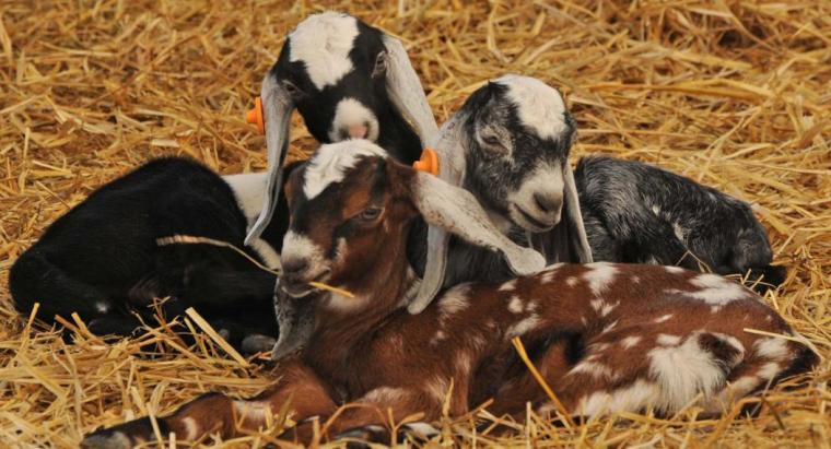 Three goats laying together on a bed of hay 