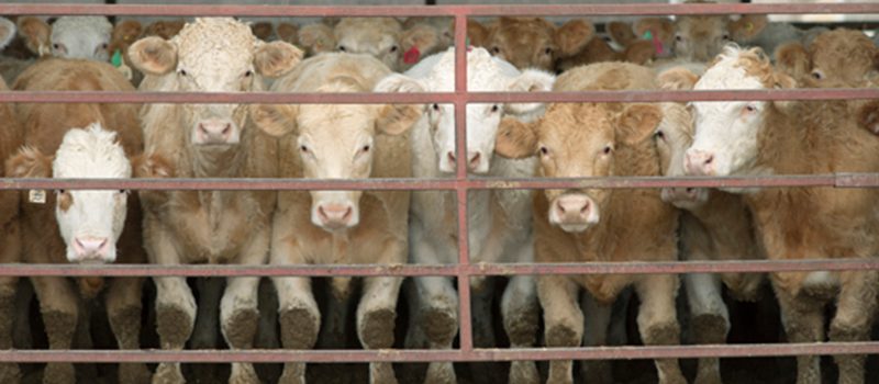 Image of beef cows behind a fence