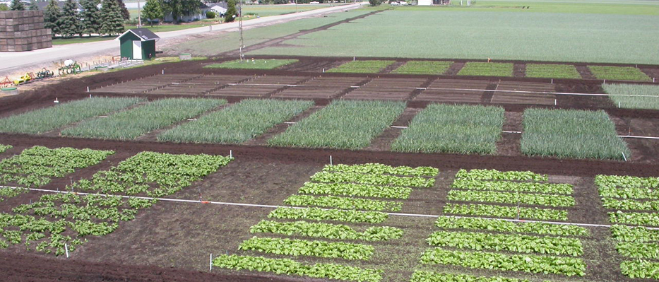Image of crop plots at Bradford Muck Research Station