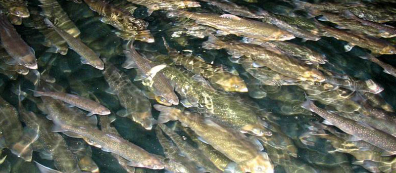 Image of rainbow trout at the Alma Research Station