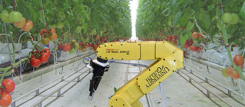 Robot with tomatoes in a greenhouse