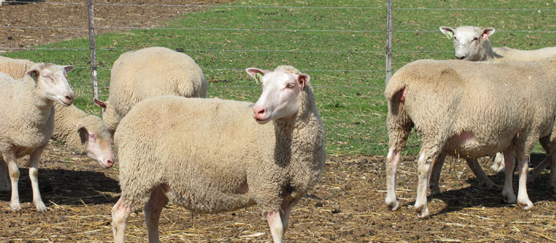 Image of Sheep at Ponsonby Sheep research Station