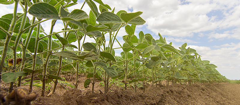 Image of young soybean plants