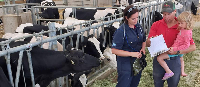 Vet and a farmer holding his daughter looking a clipboard in a dairy barn