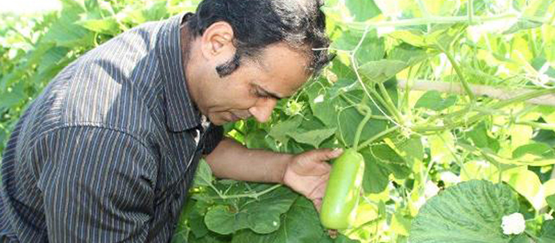 Image of University of Guelph research picking fruit on tree at Vineland Research and Innovation Centre