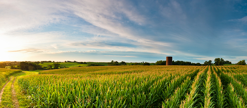 Image of a corn field