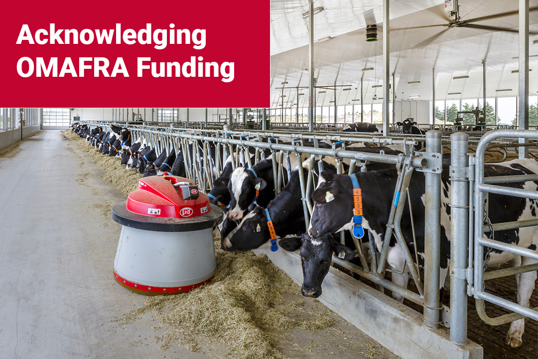 Inside a barn with dairy cows feeding with a red text box in the top left corner that says Acknowledging OMAFRA Funding.