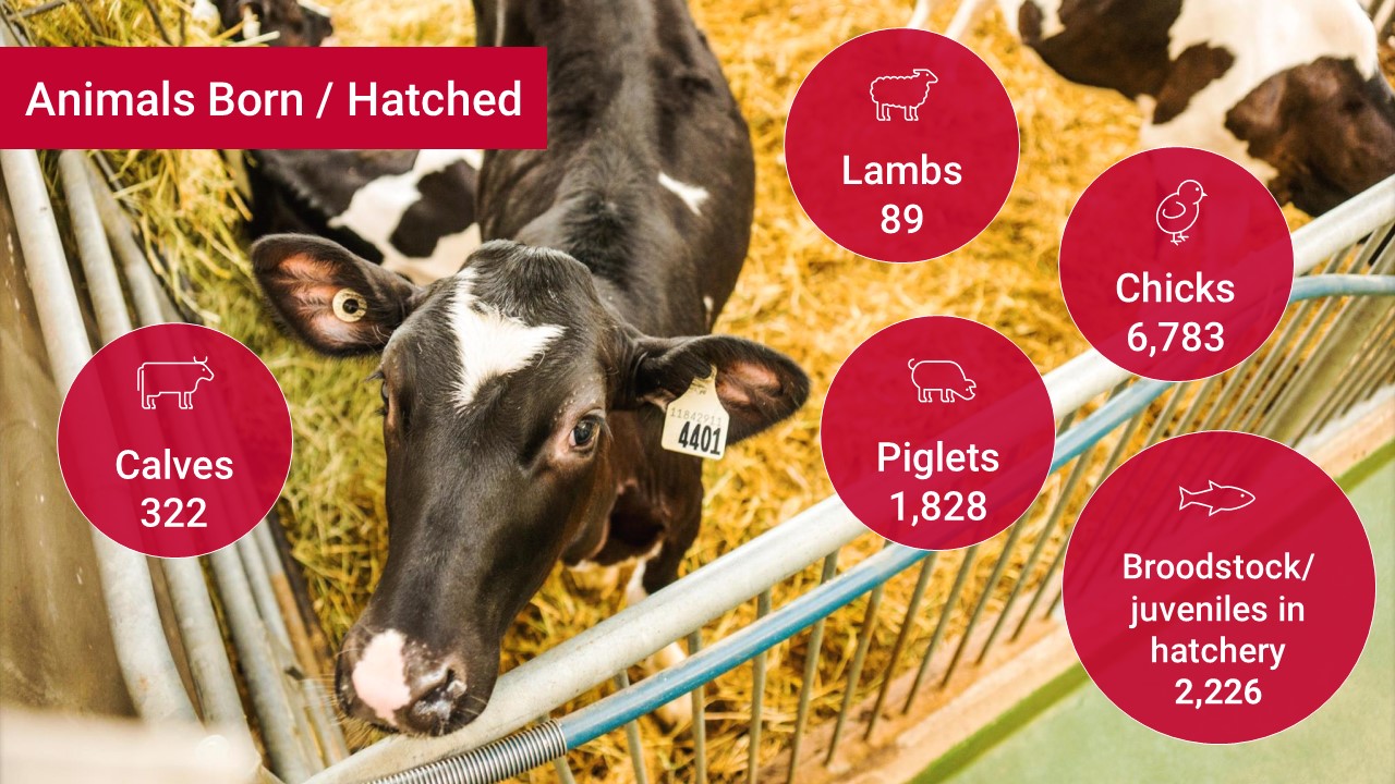 Animals born/hatched: 322 calves, 89 lambs, 1,828 piglets, 6,783 chicks, 2,226 fish broodstock/ juveniles in hatchery