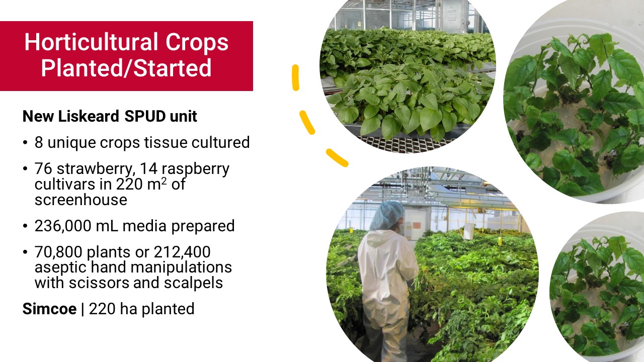 Horitcultural Crops Planted/Started: New Liskeard SPUD Unit: 8 unique crops tissue cultured; 76 strawberry, 14 raspberry culaivars in 220 metres squared of screenhouse; 236,000 mL media prepared; 70,800 plants or 212,400 aseptic hand manipulations with scissors and scalpels. Simcoe: 220 ha planted