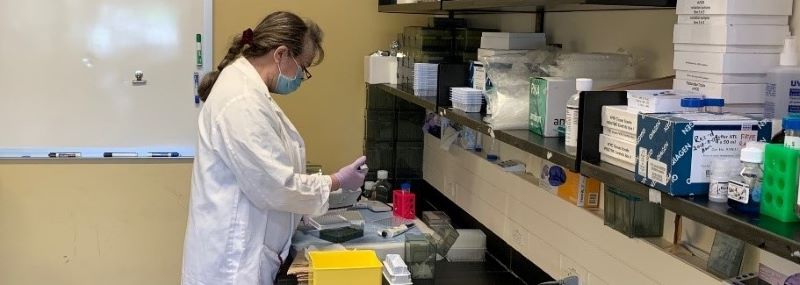 Virology staff performing tests at a bench at the Animal Health Lab