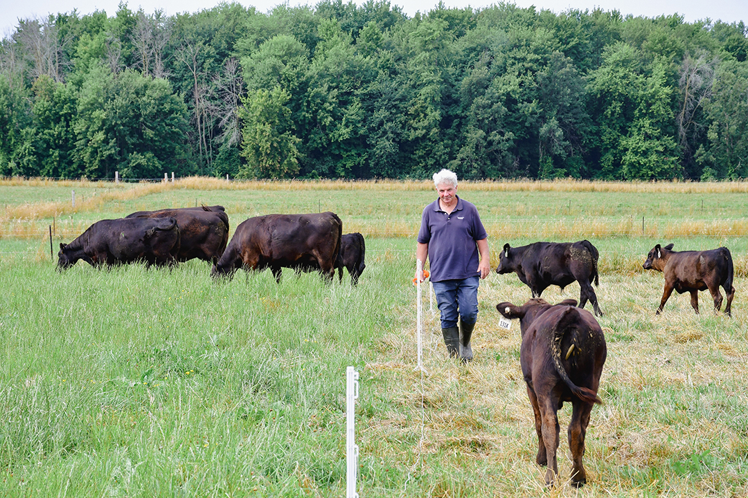 Staff member walking in the pastures with black cows at the Ontario Beef Research Centre