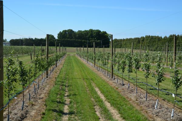 Rows of small, young cider apple trees form rows between posts in a field