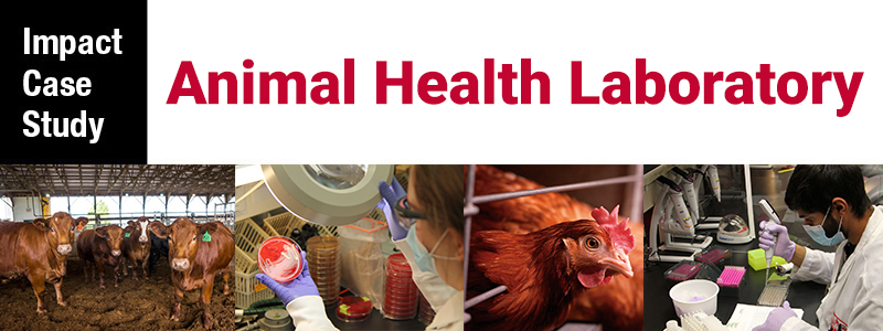 A collage of images including beef cows, a lab technician looking at samples, and a chicken with the text Impact Case Study Animal Health Laboratory across the top.