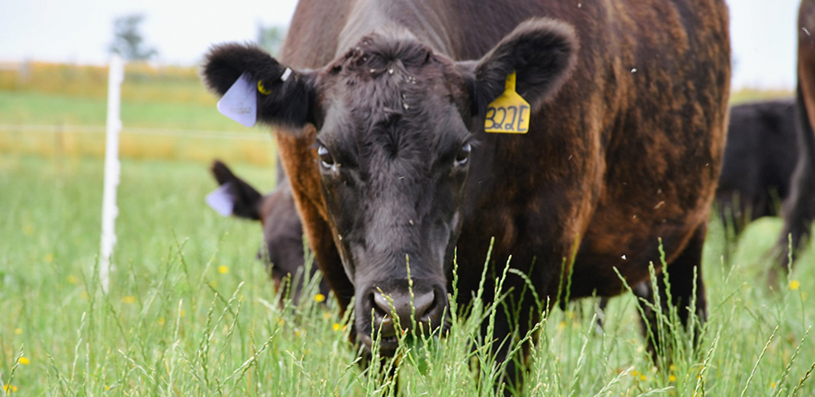 Black cow in a grass pasture looking at the camera.