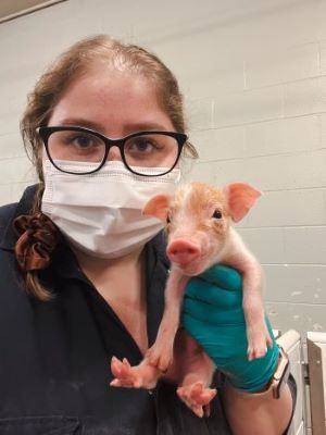 Researcher Sarah Hill wears a face mask and holds a piglet in one of her gloved hands