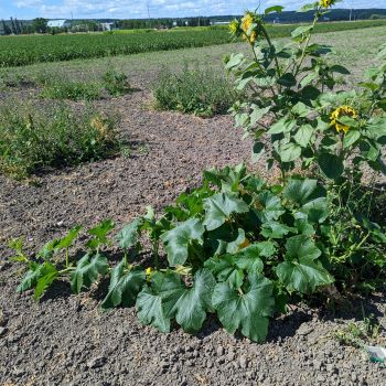 Squash and sunflower plants growing on a plot with brown soil surrounding them