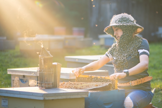 Rays of sunlight stream down artistically on a seated beekeeper, who is carefully lifting a bee-covered frame up. Her short-sleeved t-shirt, head and hat are also covered with bees, but her face is visible and expresses placid concentration.
