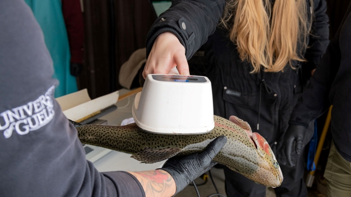 Staff using a hand-held scanner to find a radio-frequency identification (RFID) tag in a mature rainbow trout