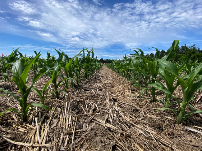 Wispy white cloud and a blue sky brighten a straw-covered row on a farm, with corn about 20cm high growing on either side.